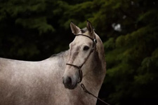 Portugal-Lisbon Area-Dressage Clinic in Ribatejo